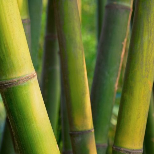 Bamboo close up in bamboo grove Bamboo close up in bamboo grove. China